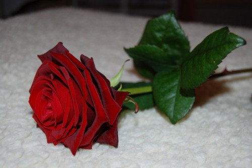 Rote Rose für Hündin Nr. 7