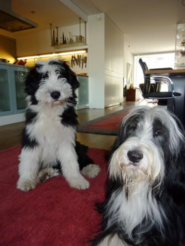 Bearded Collie Jungs ...